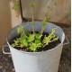 Bassine zinc ronde haute jardin